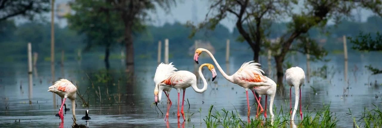 Keoladeo Ghana National Park