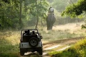 Wildlife Exploration