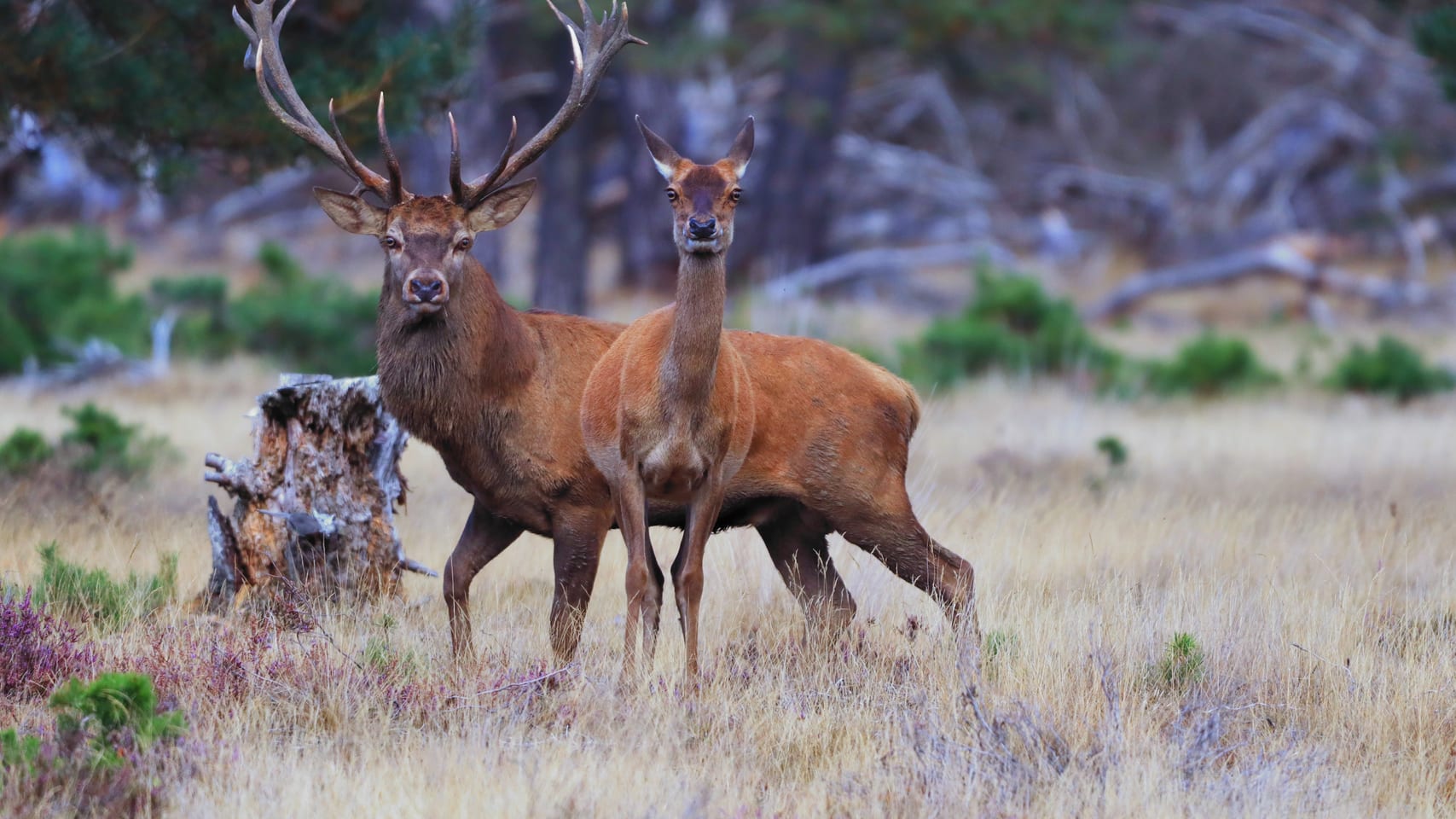 Red deer stag standing in the heathland of De Hoge Veluwe National Park, Netherlands