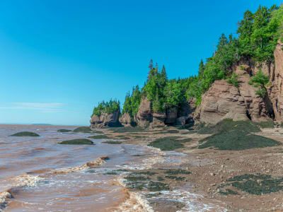 Dramatic red sandstone cliffs with green trees and tidal flats at low tide Bay of Fundy