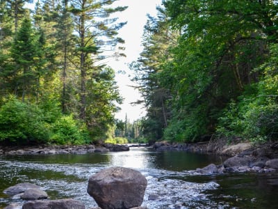 Tree-lined river with rocky banks in summer, Algonquin Provincial Park, Ontario