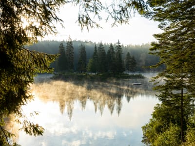 Misty morning lake surrounded by pine forest, Algonquin Provincial Park, Ontario