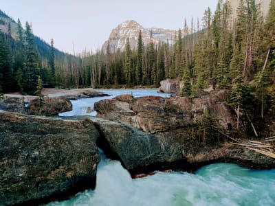 Turquoise mountain river with boulders and pine trees, Yoho National Park, British Columbia