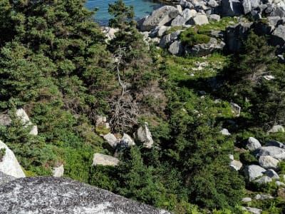 Rocky mountain landscape with lush green trees and boulders