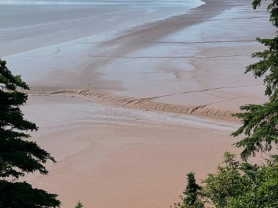 Wide tidal flats at low tide through forest opening, Hopewell Rocks, Bay of Fundy