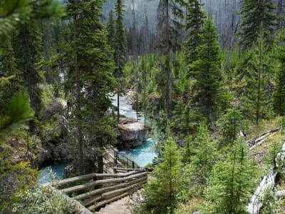 Turquoise glacial river flowing through pine forest, Canadian Rockies