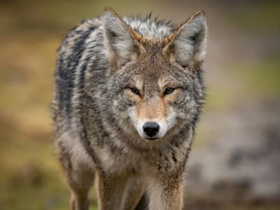 Wild coyote close-up portrait, Banff National Park, Alberta, Canada