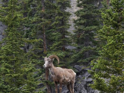 Bighorn sheep standing in pine forest, Icefields Parkway, Jasper National Park