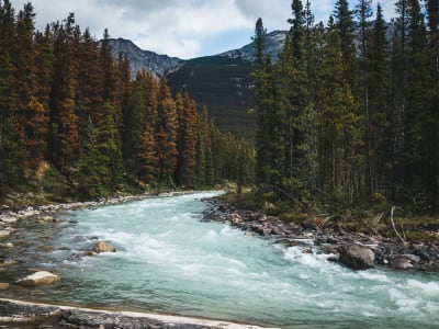 Fast-flowing glacial river through autumn forest, Jasper National Park, Alberta