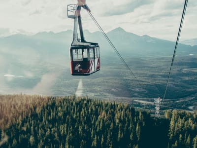 Jasper SkyTram gondola above misty pine forest, Jasper National Park, Alberta