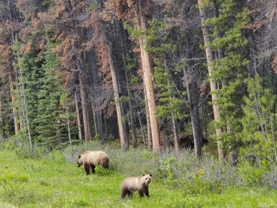 Grizzly bear walking through open pine forest, Jasper National Park, Alberta