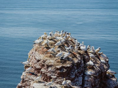 Northern gannets nesting on coastal rock, Cape Breton Island, Nova Scotia