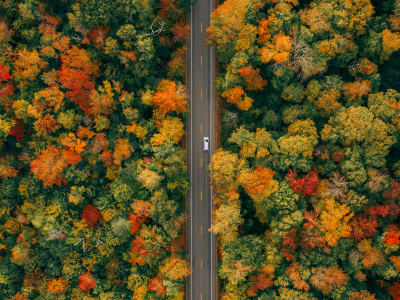 Aerial view of autumn forest with road from above, Ontario, Canada