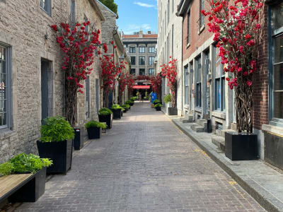 Charming cobblestone alley in Old Montreal lined with red climbing roses and stone buildings