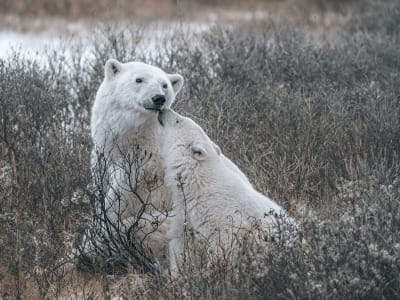 Polar bear resting in dry tundra grass near Churchill, Manitoba during the autumn migration season