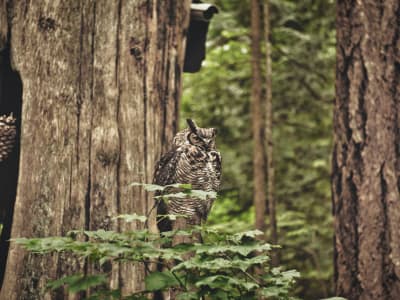 Great horned owl perched on a tree trunk in the temperate rainforest at Capilano Suspension Bridge Park
