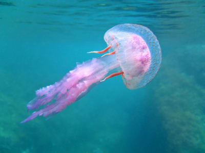 Pink jellyfish floating in the crystal-clear waters off the coast of Bonifacio, Corsica France