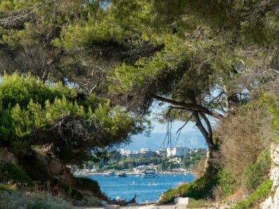 Rocky coastline of Antibes with Mediterranean pine trees and turquoise sea on the Côte d'Azur, France