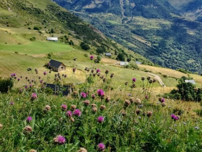 Wild flower meadow with purple and pink blooms in the foothills of the Pyrenees, southern France