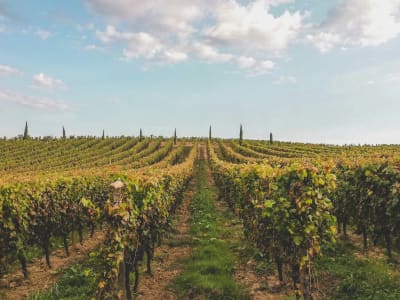 Rows of grapevines in the Saint-Émilion wine region near Bordeaux in autumn, Gironde France