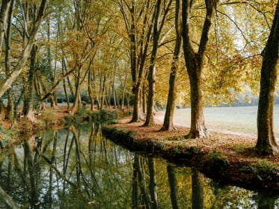 Golden autumn plane trees reflected in the calm Dordogne River, a serene family nature scene in Périgord, France