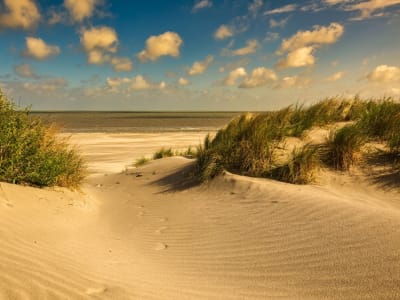 Golden sand dunes with marram grass at the nature reserve near Knokke-Heist on the Belgian coast