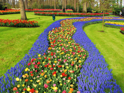 Winding border of blue muscari grape hyacinths and colourful tulips at Keukenhof gardens, Netherlands