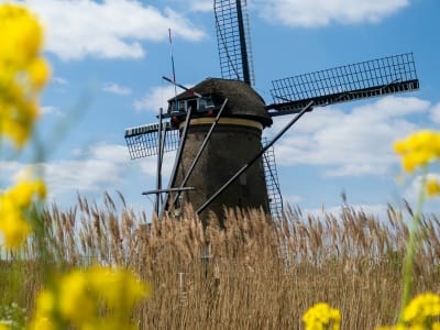 Traditional Dutch windmill with yellow rapeseed flowers in the foreground at Kinderdijk, Netherlands