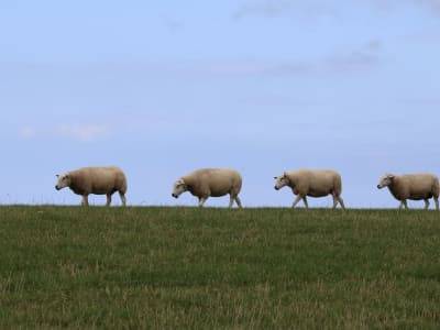 Sheep grazing on a grassy dike on the island of Ameland, Wadden Islands, Netherlands