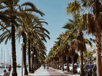 Palm-lined promenade Passeig del Born Palma de Mallorca with cyclists and pedestrians