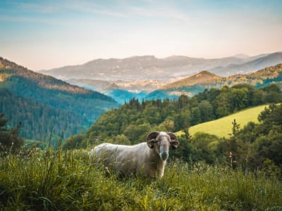 Sheep grazing on green hillside in Navarra Spain with turquoise river valley below