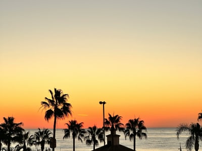 Palm tree silhouettes against vibrant orange sunset sky at Torremolinos beach Costa del Sol Spain