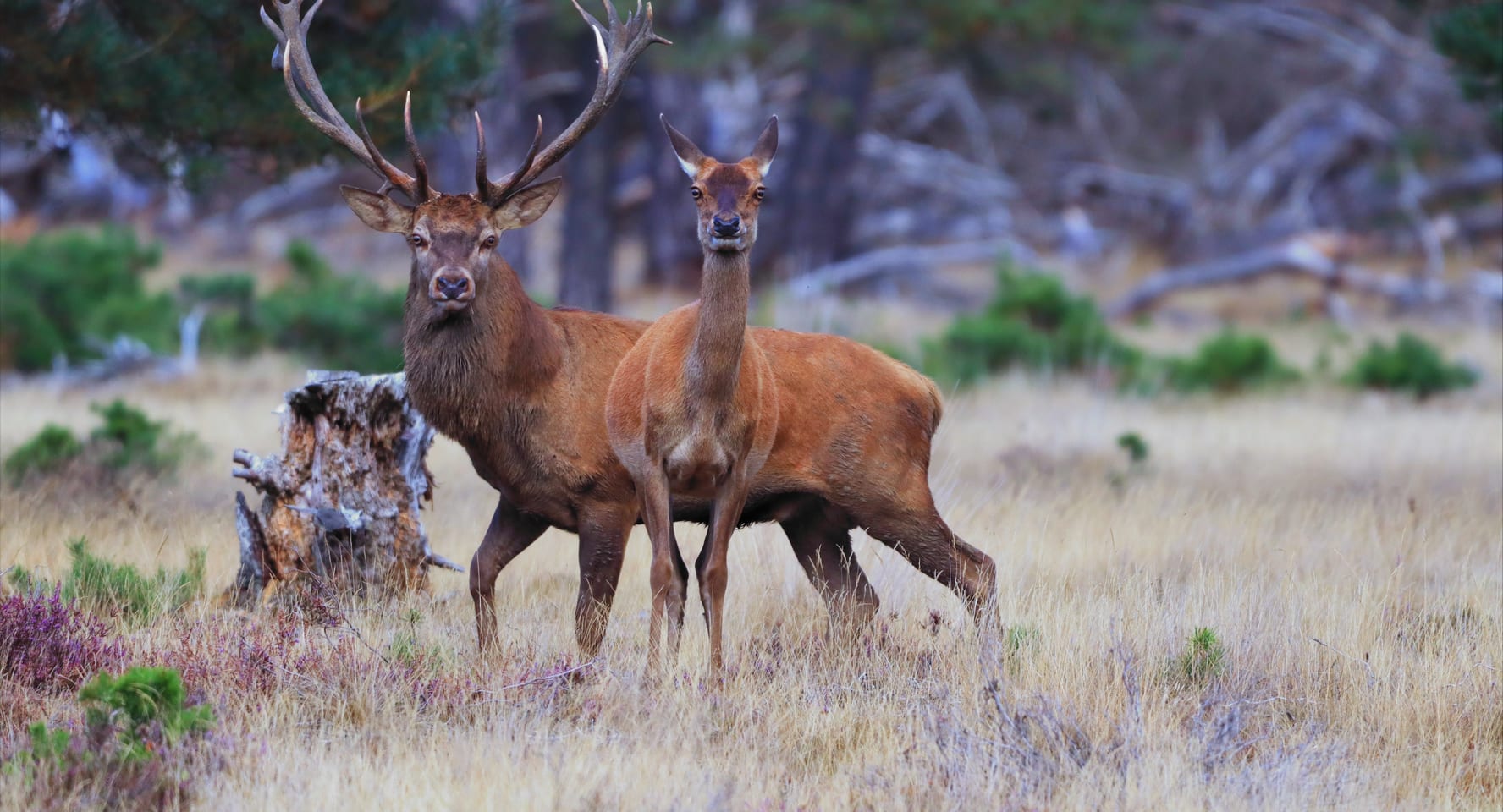 De Hoge Veluwe National Park