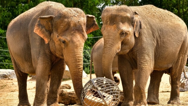Pairi Daiza