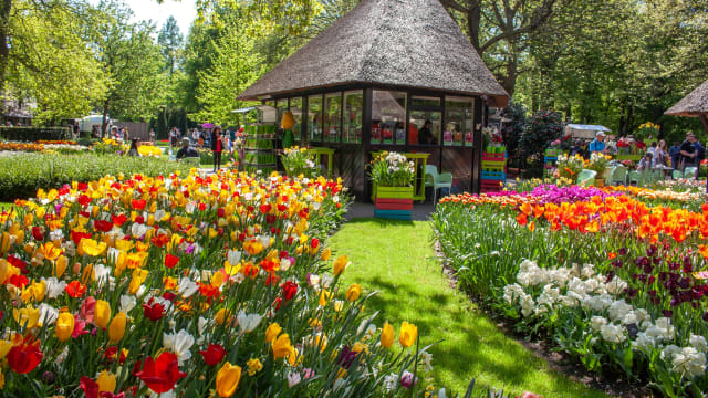 Keukenhof / Lisse