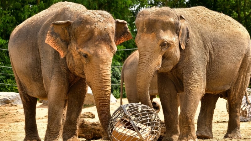 Pairi Daiza