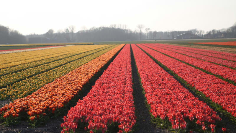 Haarlem, Tulip Region & Coast