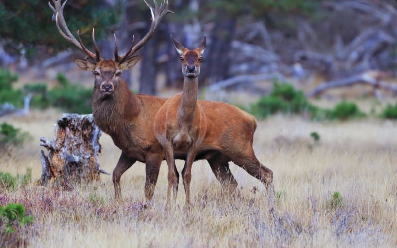 De Hoge Veluwe National Park