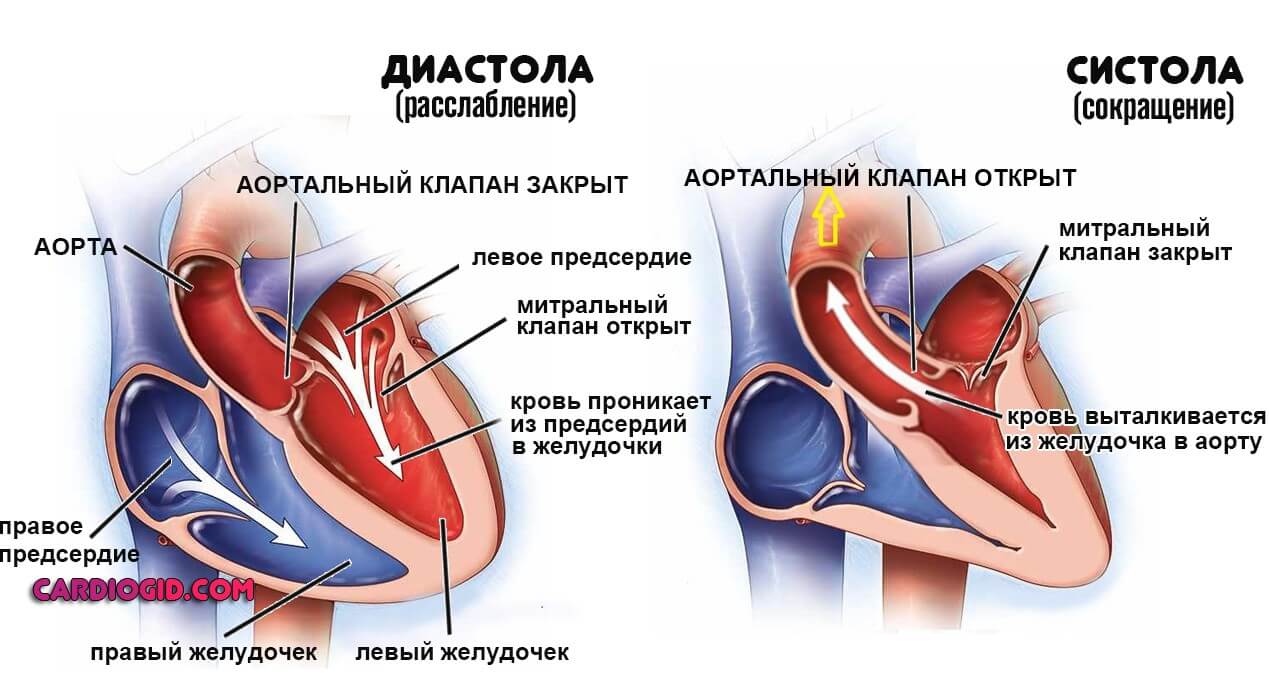 хорда сердца фото