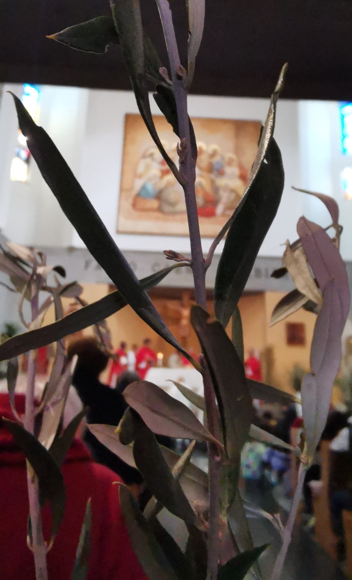 Solennità delle palme 2024