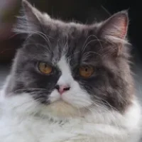 Lulu