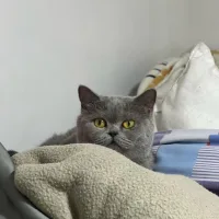 Biscuit