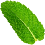 Mint leaf