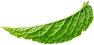 Mint leaf