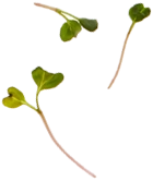 Microgreens