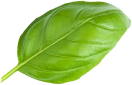 Basil leaf