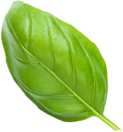 Basil leaf