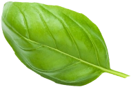 Basil leaf