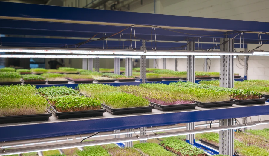 GreenState AG Microgreens