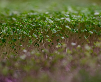 GreenState AG Microgreens Farm